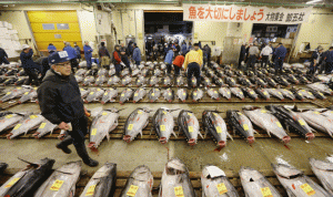 بالصور… طوكيو تنقل أكبر سوق أسماك في العالم
