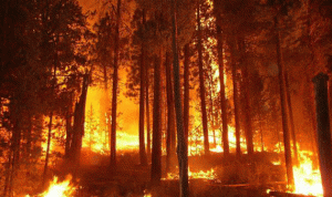 إرشادات وتوجيهات لتجنب الحرائق في الغابات والأحراج