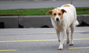 تحقيق IMLebanon: قرار بمنع تربية الكلاب في عمشيت يثير البلبلة ورئيس البلدية يوضح