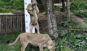 بالفيديو… طريقة مدهشة لقياس وزن حيوانات حديقة لندن