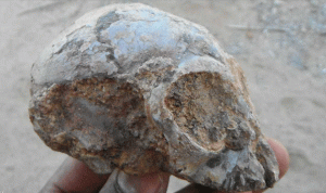 “جمجمة قرد” تكشف أسرارا قبل 13 مليون سنة