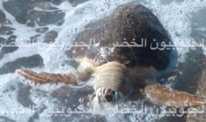 في لبنان… رابع حال نفوق لسلاحف بحرية!