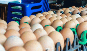 العثور على مبيد فيبرونيل الحشري في مزرعة بيض فرنسية واحدة