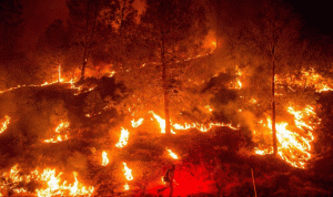 حرائق الغابات تكبّد أميركا أكثر من ملياري دولار