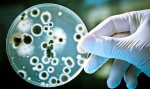 سباق محموم… البكتيريا لعلاج السرطان؟