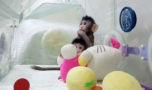 بالفيديو… علماء صينيون يستنسخون القرود!