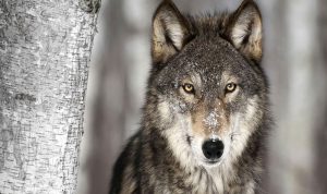 بالفيديو… ذئب ينقض على صياد بعدما تظاهر بالموت!