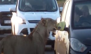 بالفيديو… أسد وسائحة وبينهما “مقبض سيارة”
