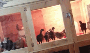 بالصور: “فقاسة دجاج” في مؤسسة الكهرباء!