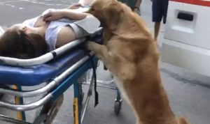 بالفيديو: كلب يرافق صاحبته حتى في سيارة الإسعاف!