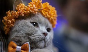 بالصور: تتويج ملكة جمال القطط في أنقرة