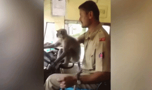 بالفيديو: قرد يقود حافلة في الهند!