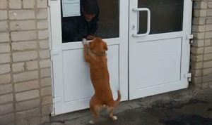 بالفيديو: كلب ينتظر صاحبه لأسابيع عند باب المستشفى