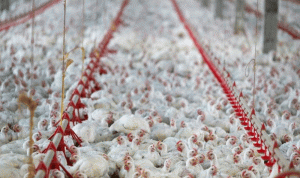 “الاقتصاد”: تعليق التداول بأصناف الدجاج في محل بكفرحتى