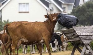 بالصور: الأبقار تتسبب بفوضى عارمة في قرية أفريقية