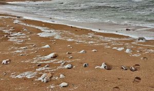 بدء حملة تنظيف الشاطئ اللبناني من صور