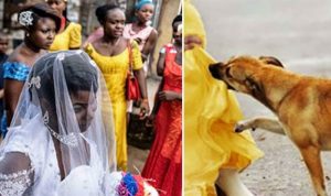 “كلب بطل” أنقذ العشرات من انتحارية في نيجيريا