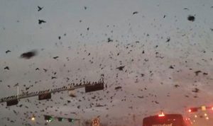 بالفيديو: غزو الطيور يثير الذعر في مدينة أميركية