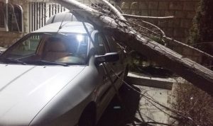 سقوط شجرة على سيارة لـ “أوجيرو” في عكار