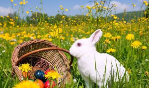 واتساب و”إيموجي” وأرنب وبيض العيد