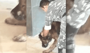 بالفيديو: ضابط ينقذ مبنى في بيروت من كلب شرس