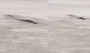 اكتشاف “وحش مائي” ضخم في الصين