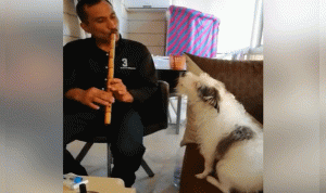 في برمانا.. كلب يرافق عازف الناي بـ”الغناء” (بالفيديو)