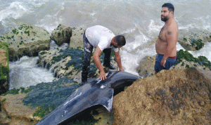 العثور على دلفين عالق بين صخور شاطىء صور