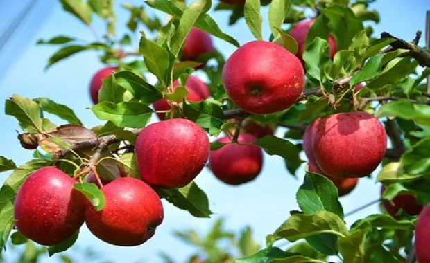 2,5 مليار كلغ تفاح مقابل الفيول العراقي!