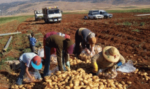 6000 طن من البطاطا المصرية تخرق الروزنامة