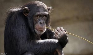 دراسة تكشف “قدرات فنية” لدى الشامبانزي