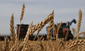 مصر تشتري آلاف أطنان القمح من هذه الدول