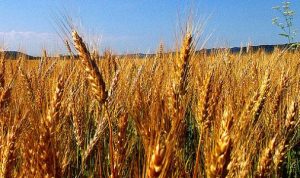 مزارعو القمح والحبوب في البقاع هنأوا وزير الزراعة الجديد