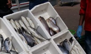إزالة بسطات بيع سمك مخالفة في صيدا