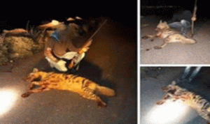 قتل حيواناً مهددا بالإنقراض.. ونشر صوره على مواقع التواصل