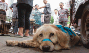 الصين ترفع القطط والكلاب من قائمة الحيوانات “القابلة للأكل”