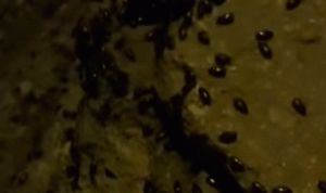 أعداد كبيرة من الصراصير تجتاح عرسال وبعلبك (فيديو)