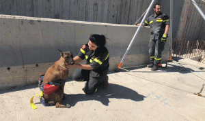 إنقاذ كلب محتجز تحت جسر قيد الإنشاء في جديتا (صور)
