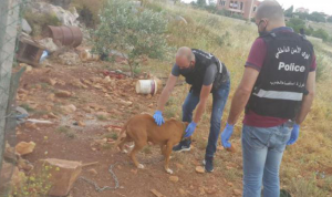 بلدية يانوح تناشد المعنيين المساعدة بمشكلة الكلاب الشاردة