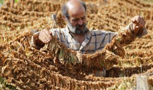 مزارعو التبغ دعوا للاعتصام: أسعار الريجي لا ترقى لسعر التكلفة