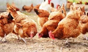 نقابة الدواجن: لحظر إستيراد الدجاج من هذه البلدان