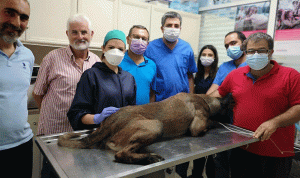 بالصور: نجاح أول عملية زرع أسنان لكلب في لبنان
