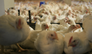 “منتجو الدواجن”: “الزراعة” لم تجد أثرًا للكوليستين في الدجاج اللبناني