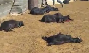 بالفيديو: نفوق المئات من رؤوس الماعز في مشغرة
