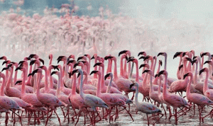 مجزرة بيئية بحق طيور الفلامينغو في لبنان