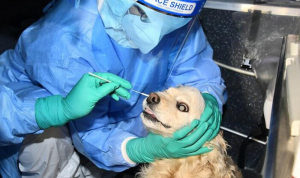 في كوريا الجنوبية… كلب يخضع لاختبار كورونا!