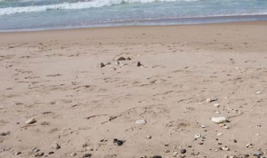 حملة لتنظيف شاطئ عدلون