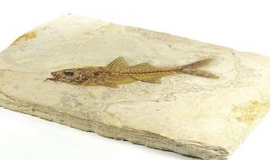 اكتشاف مذهل في مصر… أسماك عاشت في مياه ساخنة!