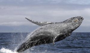 إنقاذ الحوت التائه في نهر السين