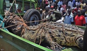 القبض على التمساح “أسامة” قاتل العشرات في أوغندا!